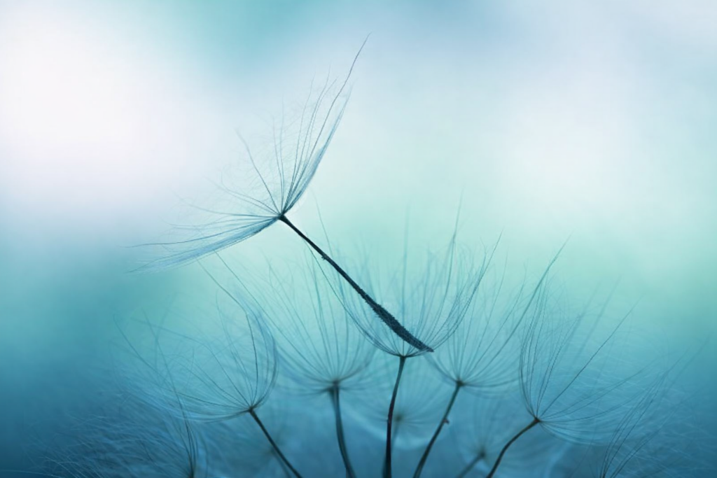 A dandelion seed head disperses in the wind, symbolizing the fragility of the nervous system and trauma's impact.