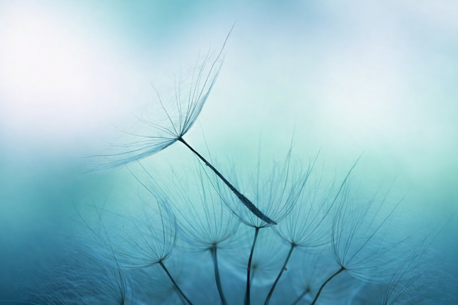 A dandelion seed head disperses in the wind, symbolizing the fragility of the nervous system and trauma's impact.